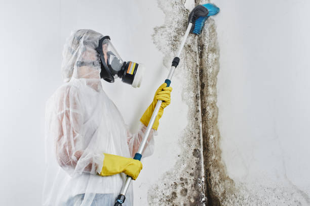 Crawl Space Mold Removal in Zimmerman, MN
