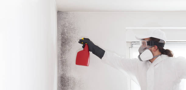 Best Toxic Mold Removal  in Zimmerman, MN