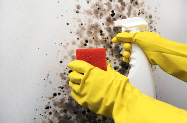Best Same-Day Mold Removal  in Zimmerman, MN